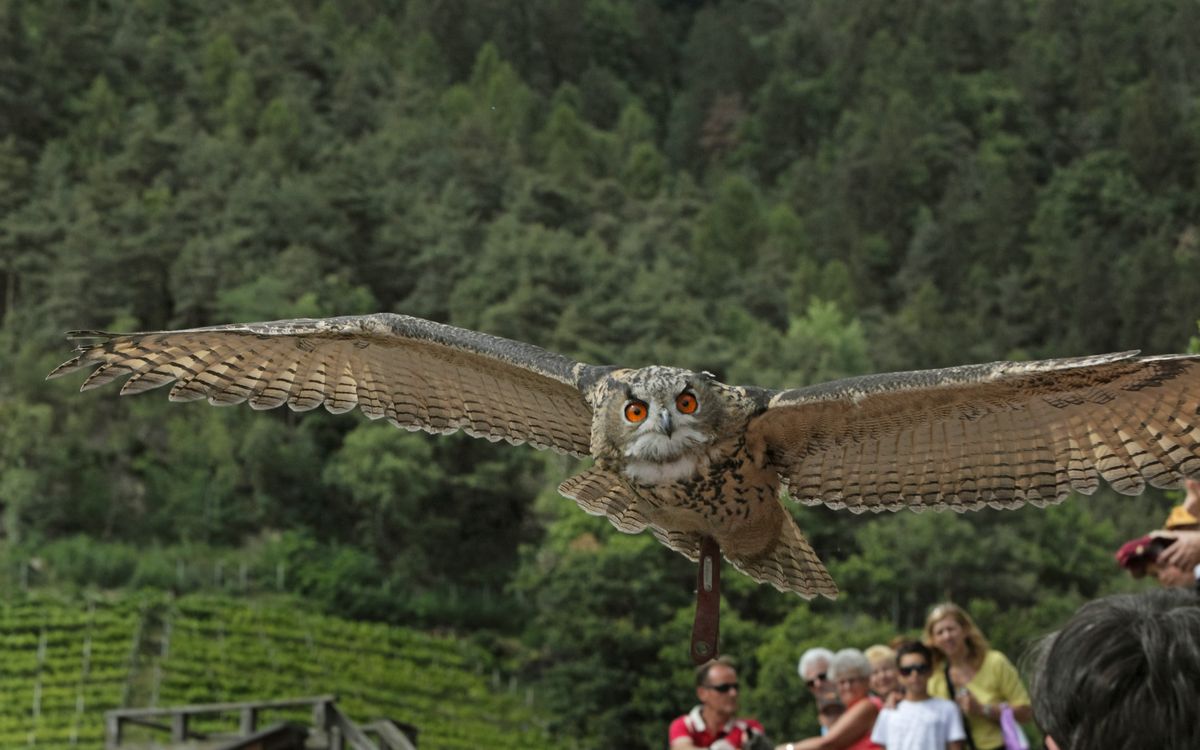 Birds of prey flight show at Tyrol Castle Hotel Lechner Urlaub holiday